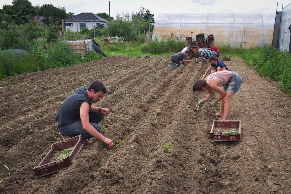 atelier-paysan_maraichage-romuald-botte-2-atelier-plantage-de-poireaux-avec-les-amapiennes-julien-lemaistre-low-tech-lab