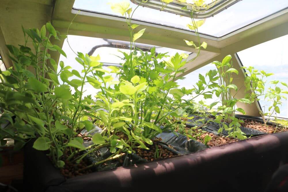 c2021-05-18-panama_hydroponie-low-tech-lab