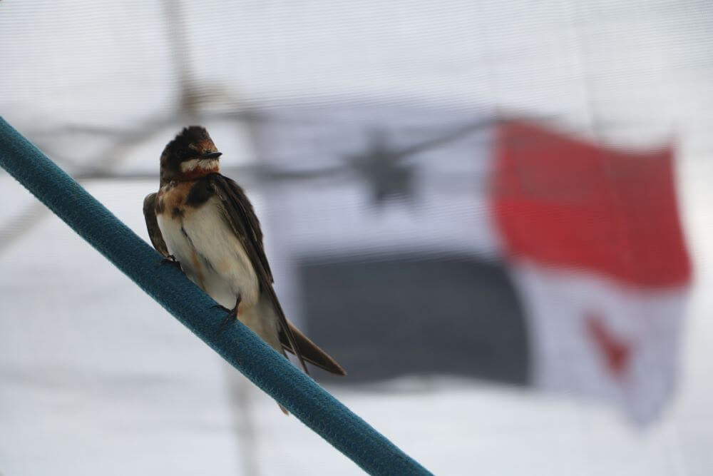 c2021-05-18-panama_drapeau-panama-low-tech-lab
