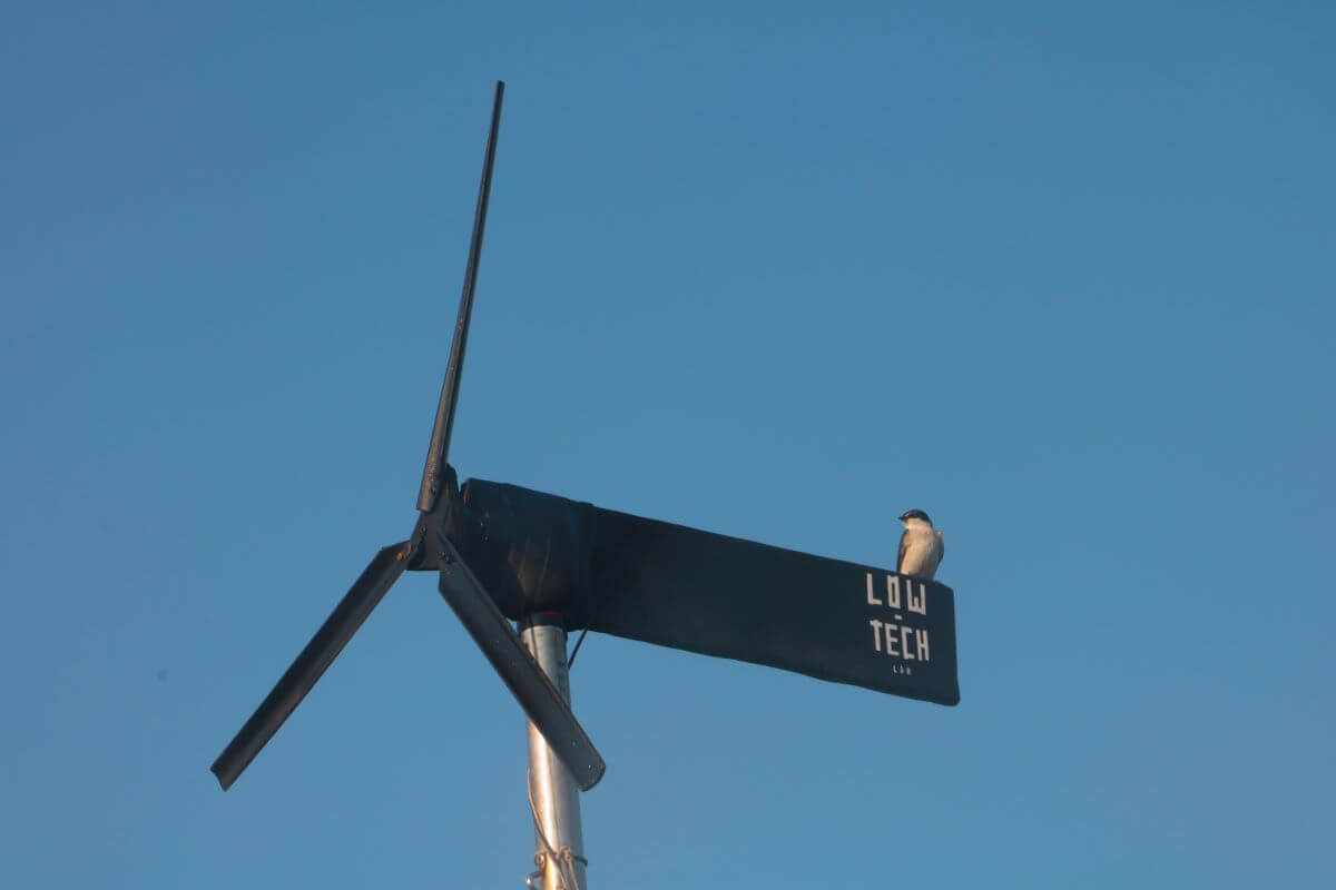 eolienne-oiseau-1