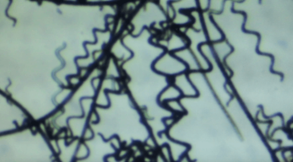 2021-09-07_nyc_spiruline_new-farmers-091