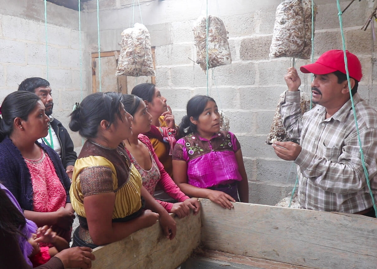 2020-10-01_mexique_agrocetas_mushrooms-homme-explique-groupe-low-tech-lab