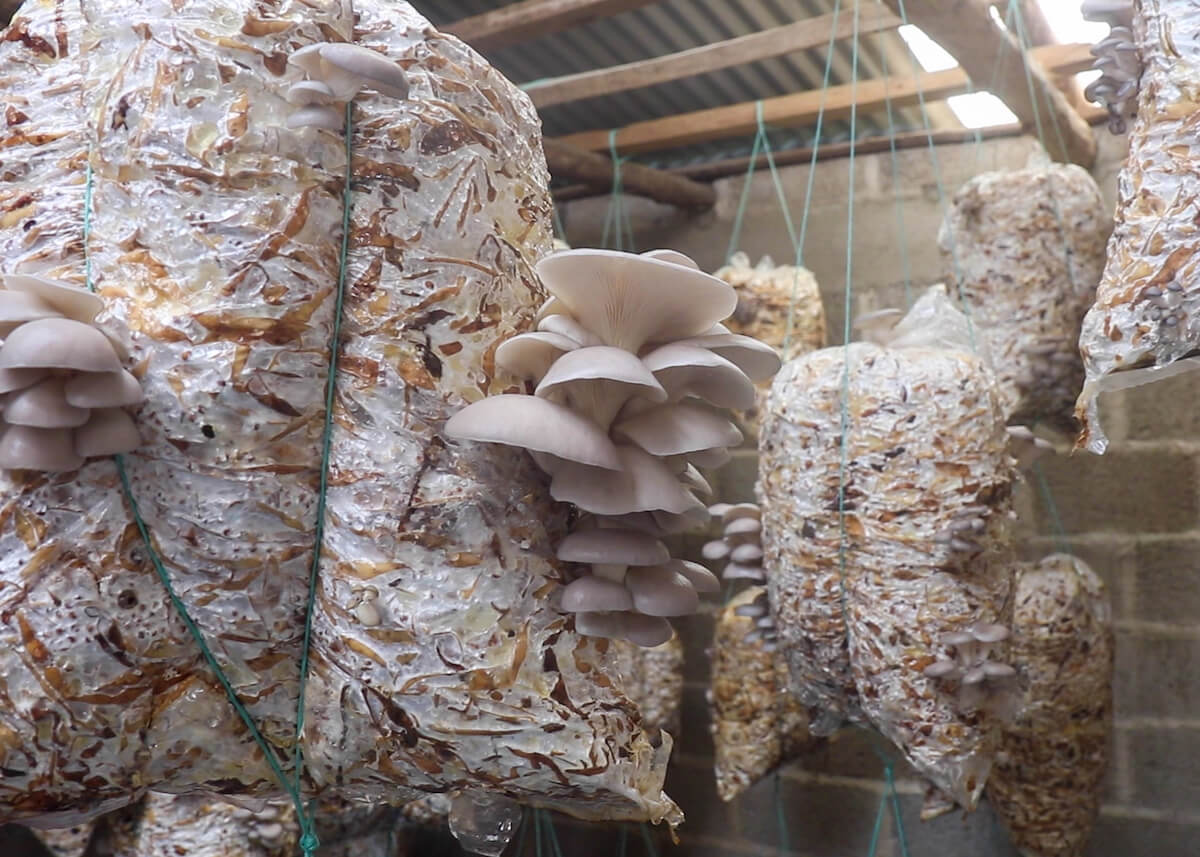 Recyclage des déchets agricoles et culture de champignons