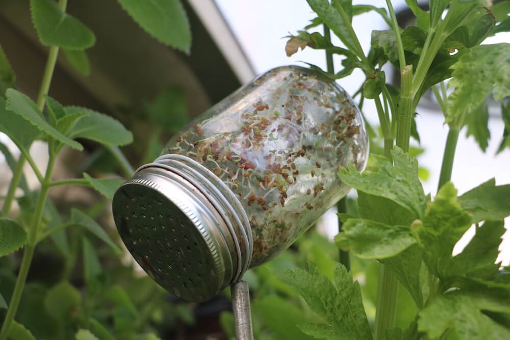2021-06-16-cuba_germoir-low-tech-lab