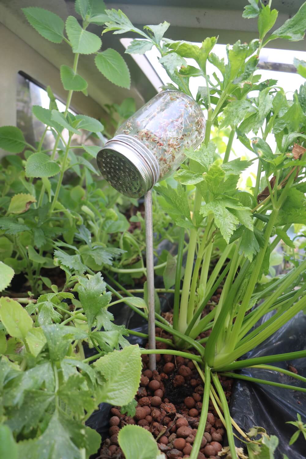 graines_germ_es_2021_06_16_cuba_germoir_nav_low-tech_lab