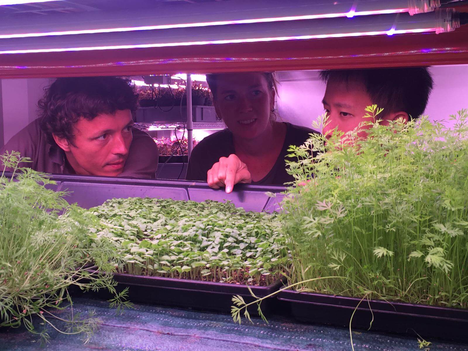 hydroponie-base-technologie