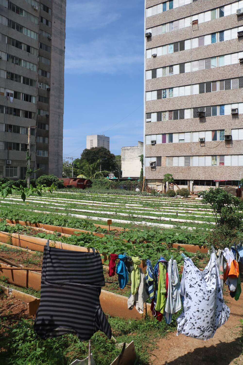 2021-06-24-cuba_organoponico2-low-tech-lab