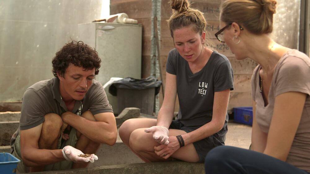 corentin-coline-mouches-soldats-noires