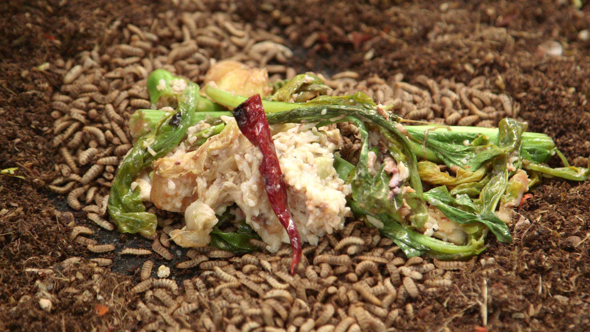 larves-mouches-soldats-noires