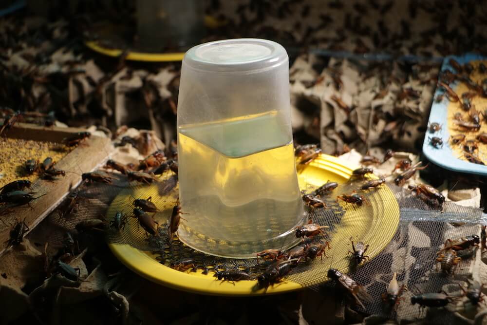 201707-enthomophagie-thailande-corentin-olivier-47_37477019511_o