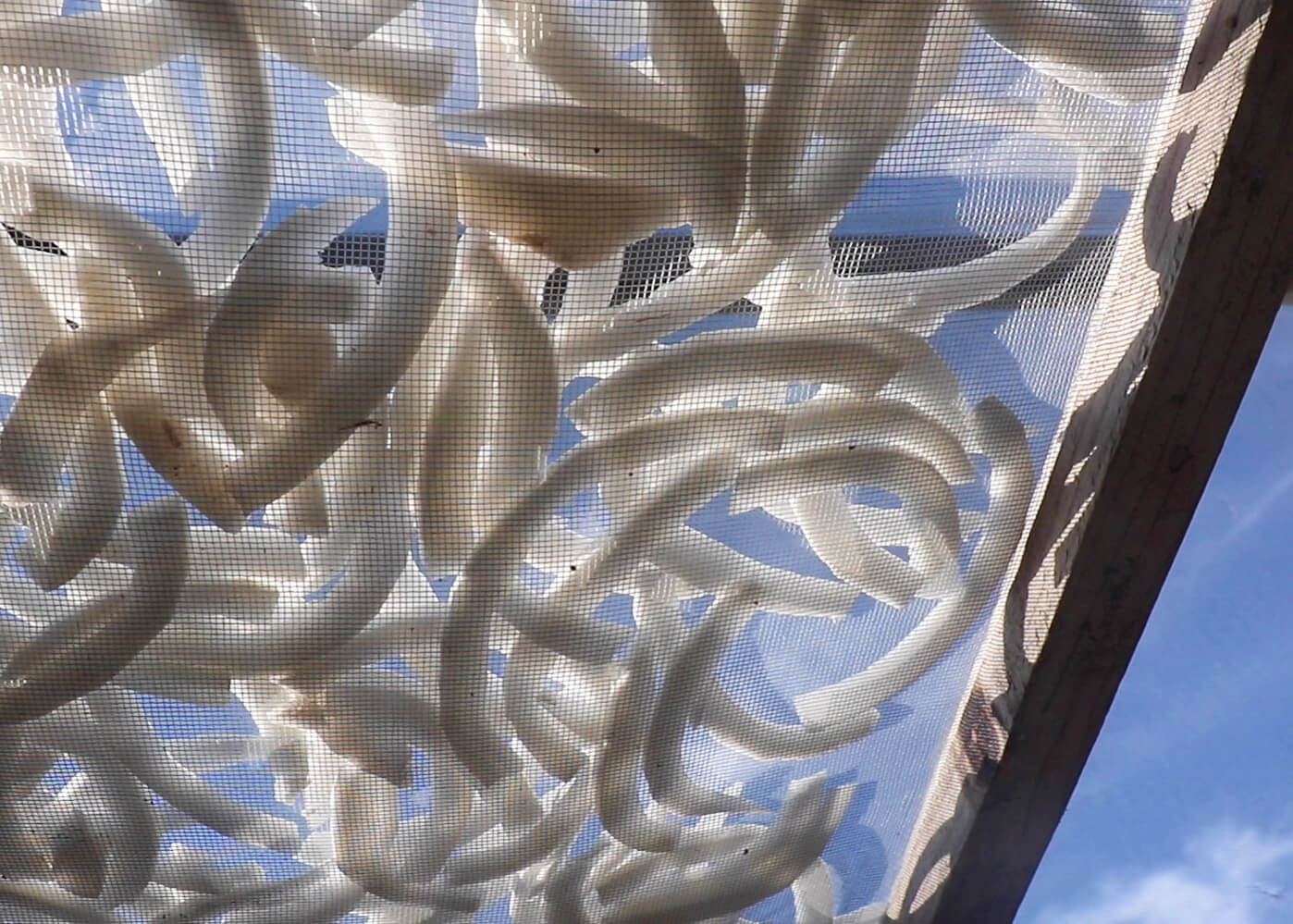 coco-deshydratee-back